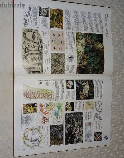 The Mitchell Beazley 1973 Atlas of the World Wildlife 9