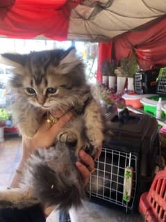 قطط شيرازي بيور متاح قطط من عمر٤٥ يوم لحد ال٦٠ اجمل تشكيات قطط
