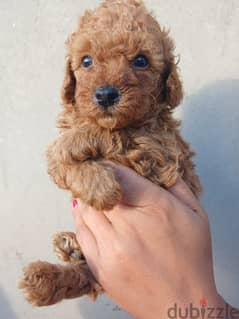 Top quality male poodle 35 day
