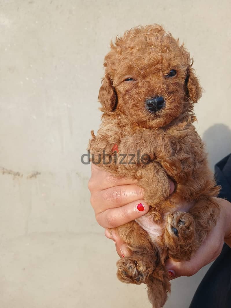 Top quality male poodle 35 day 1