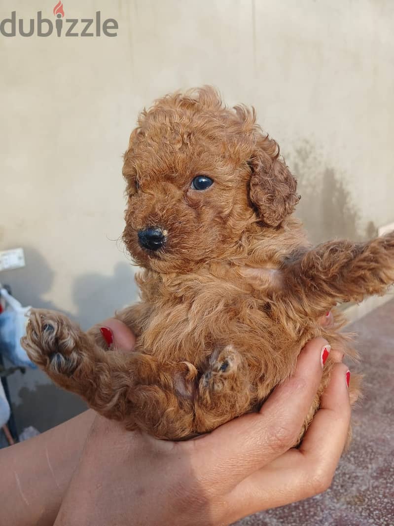 Top quality male poodle 35 day 2