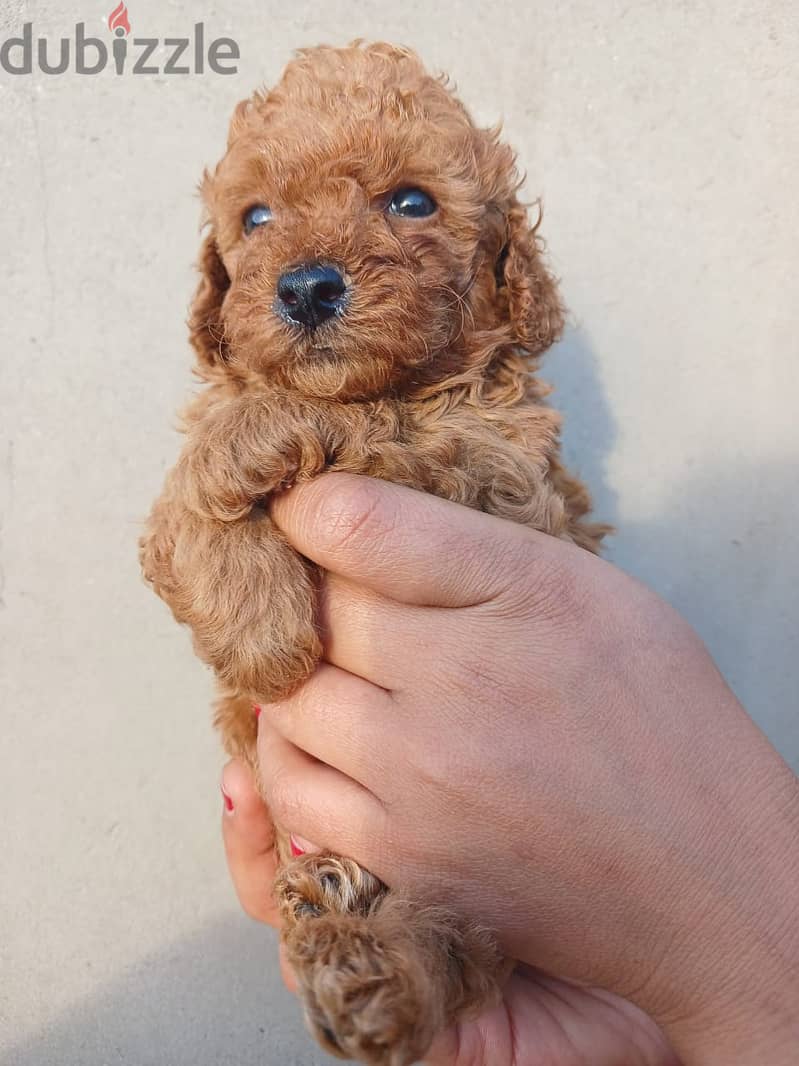 Top quality male poodle 35 day 4