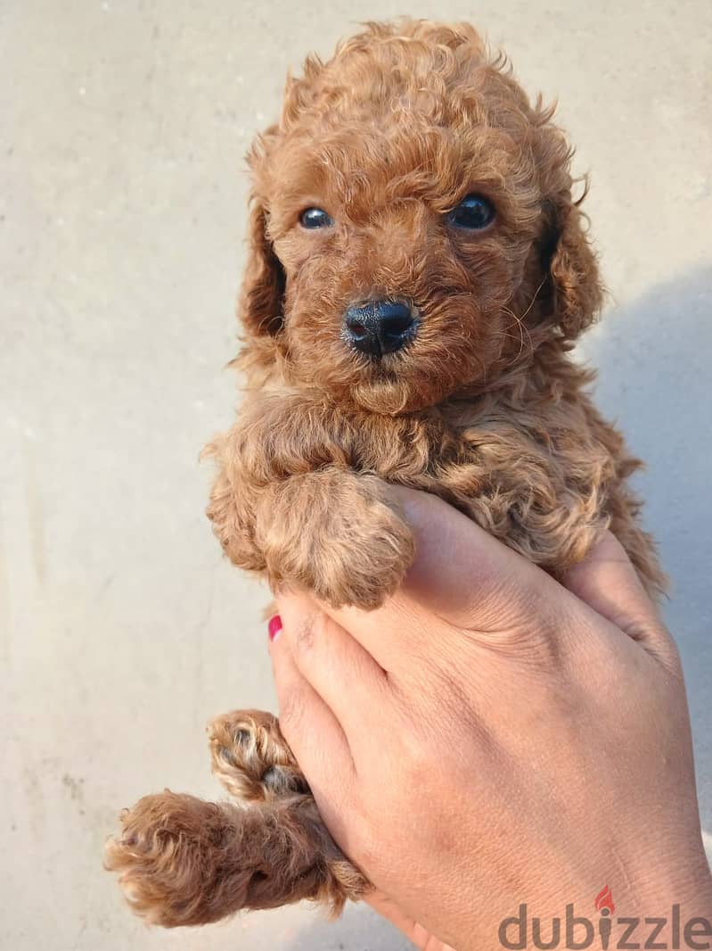 Top quality male poodle 35 day 5