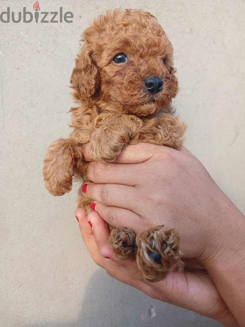 Top quality male poodle 35 day 6