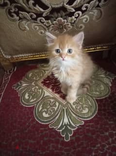 قطة شيرازي مون فيس دباديب