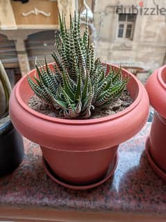 cactus-صبار