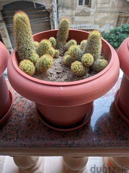 cactus-صبار 4