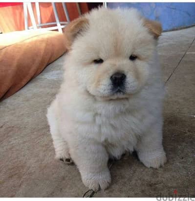 تشاو شاو اهالى مستورديين اتشاو chow chow puppy pure
