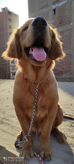 كلب جولدن ٦ شهور