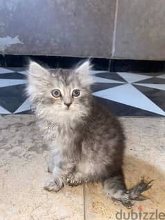 قطه شيرازي صغيره عمر 45 يوم ذكيه جدا ولعوبه للتواصل 01159394200