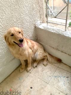 كلبة جولدن ٧-٨ شهور