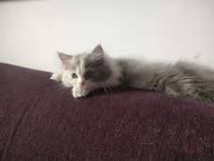 قطه شيرازي عمرها شهرين