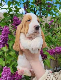 Basset hound Puppy Male From Russia