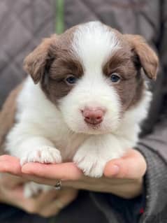 Border collie Males Puppies From Russia