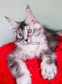 Maine Coon Kitten Male From Russia