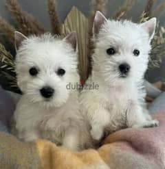 West highland white terrier Female From Russia