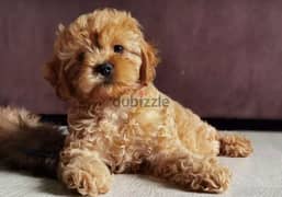 Handsome Cavapoo Male From Russia