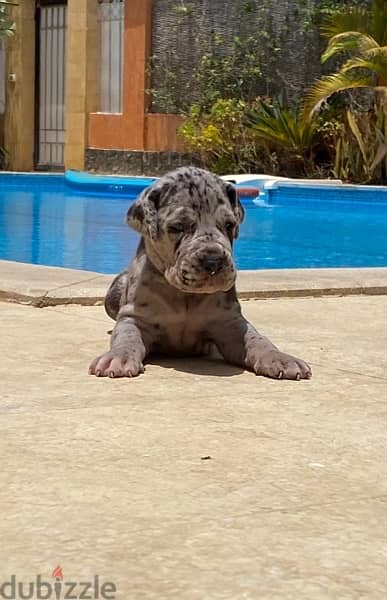 Great Dane puppies (MALE AND FEMALE) 1