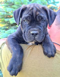 Cane Corso Dog FCI Pedigree Imported from Europe
