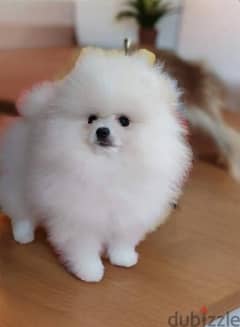 Pomeranian Dog - white - Imported from Europe