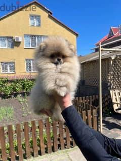 Pomeranian Dog Male - Sable Color Imported from Europe