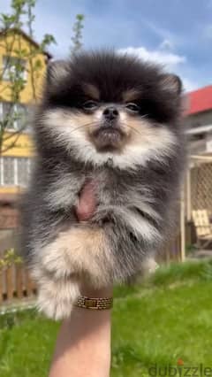 Pomeranian Dog - Black & Tan - Imported from Europe with all documents