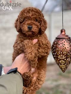 Toy Poodle imported from Ukraine 0