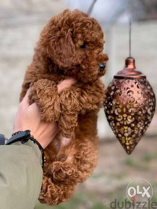 Toy Poodle 3