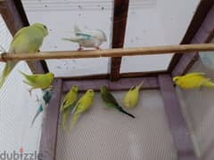عصافير بادجي أسترالي