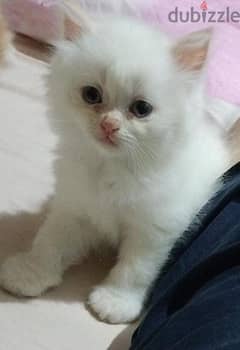 قطط شيرازي هيمالايا للبيع  بسعر 490