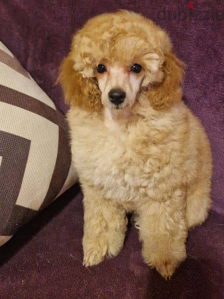 Poodle miniature 2