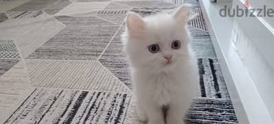 قطة شيرازي للبيع عمر شهرين