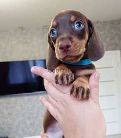 Dachshund Male With Blue Eyes From Russia