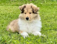 Ralph collie puppy Male from Russia