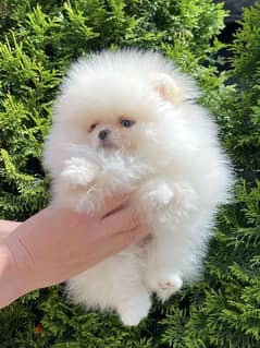 Pomeranian Mini Male Imported from the biggest kennels in Europe