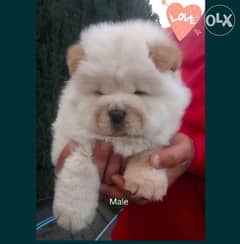 Chow chow puppies 0