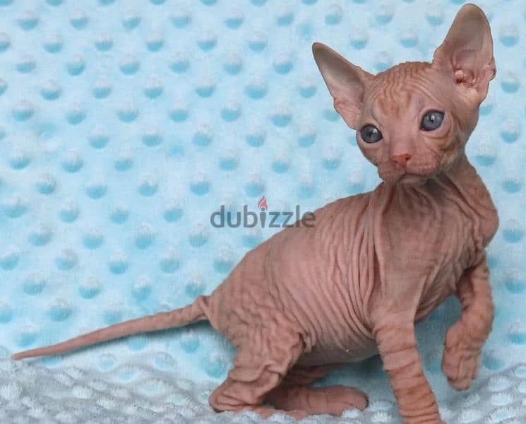 Sphynx Female From Russia 0