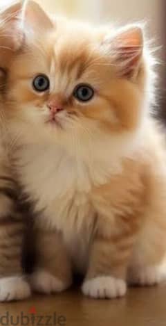 قطط شيرازي هيمالايا للبيع  بسعر 490