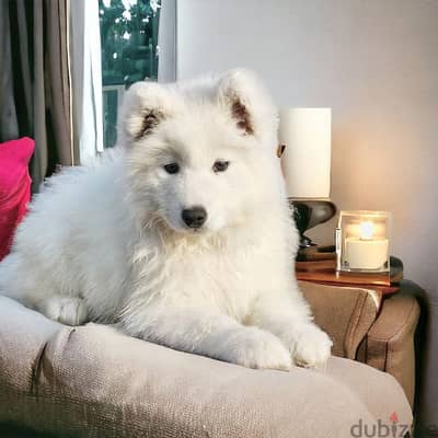 samoyed dog