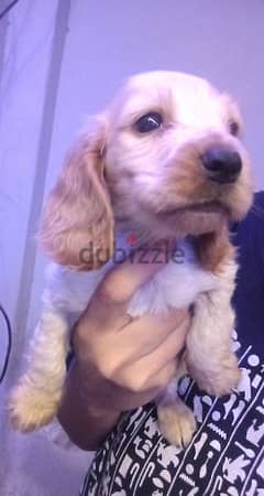 4 Cocker spaniel puppies for sale