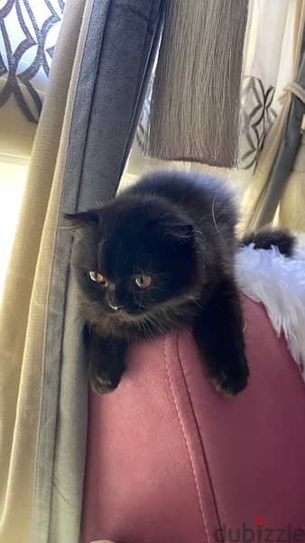 Grayish black Scottish fold kitten 3