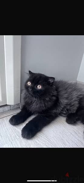 Grayish black Scottish fold kitten 4
