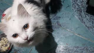 قطه للتبني شرازي
