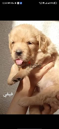 golden retriever puppies male and female
