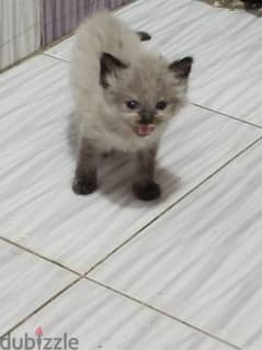 قطط هيمالايا شوكليت وهيمالايا اورنج