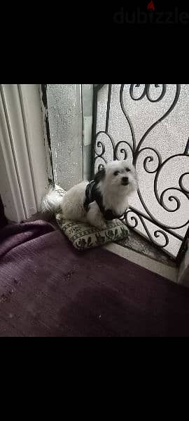 Male Griffon Dog for sale - كلب جريفون للبيع - Dogs - 201478208