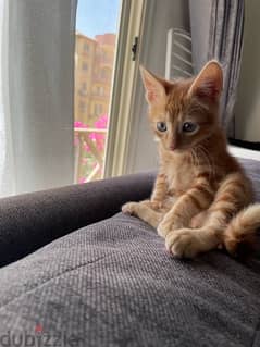 Cat for adoption - قط للتبني شهرين ونصف