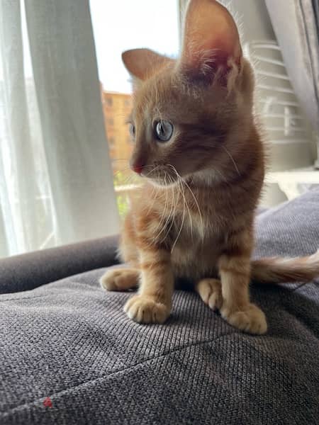 Cat for adoption - قط للتبني شهرين ونصف 2