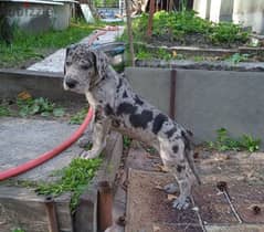 Great Dane Marble Male From Russia