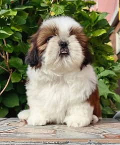 Gorgeous Shih tzu Males From Russia